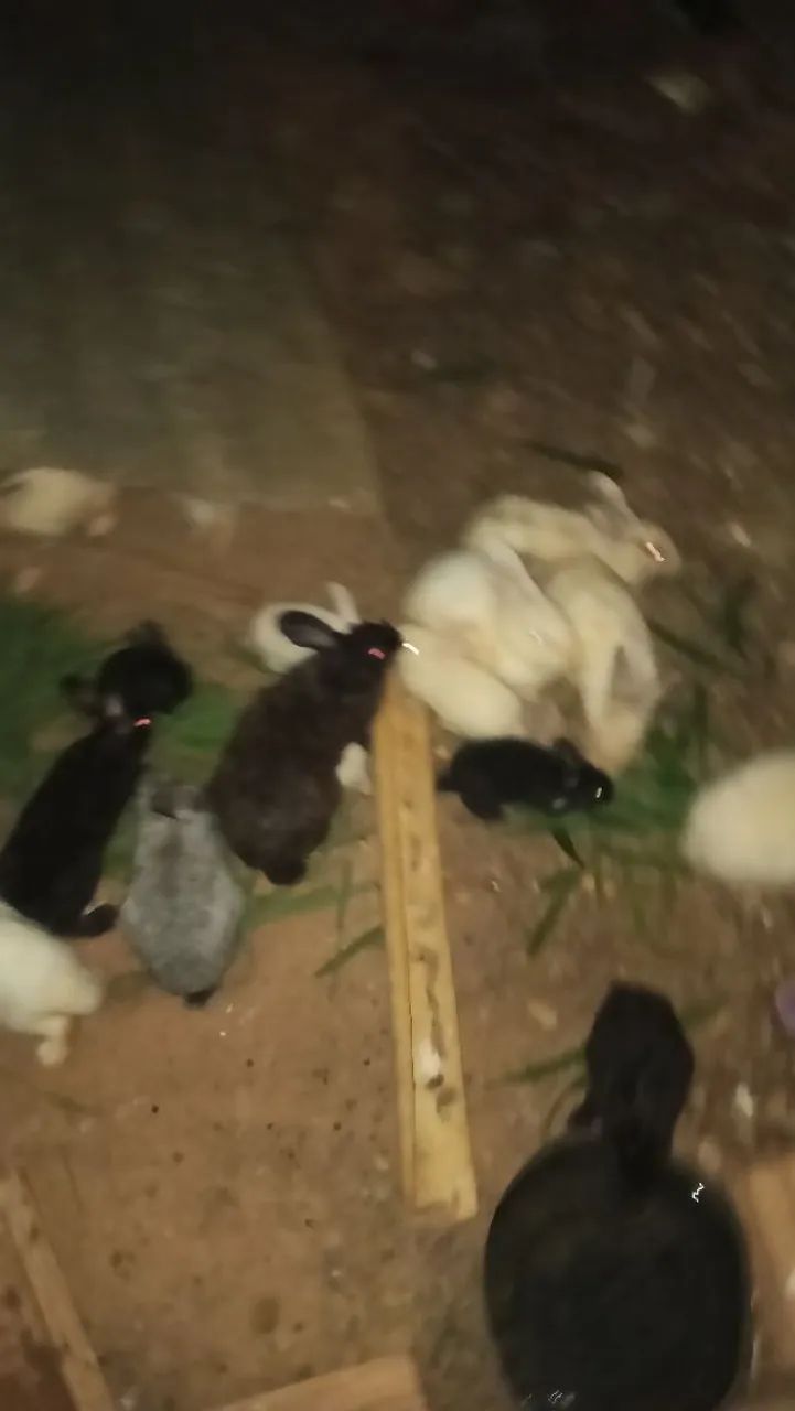 Coelhos  - Foto 4