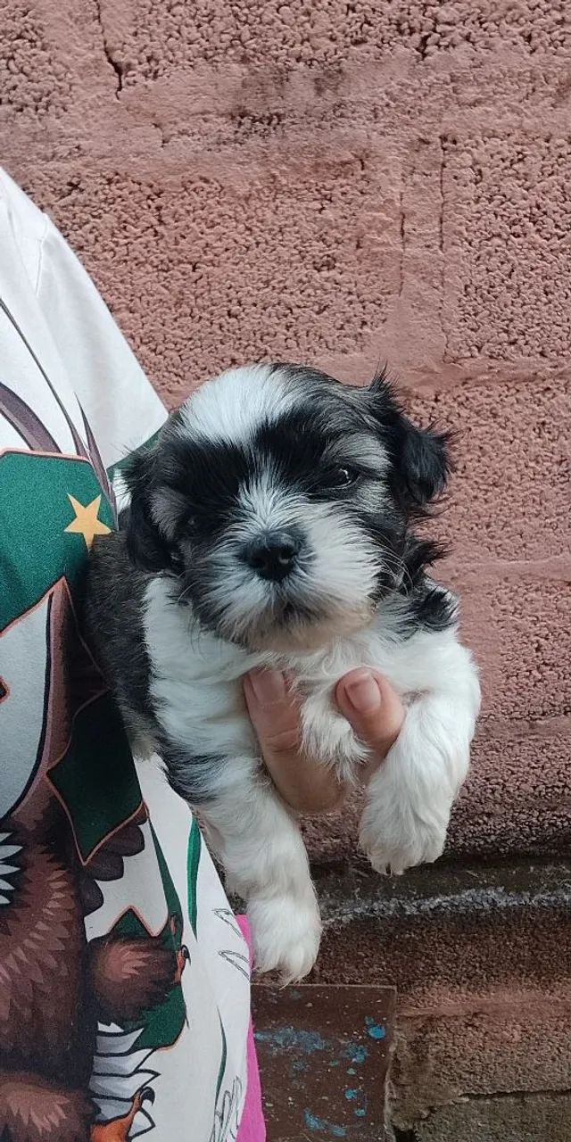 Shitzus macho  - Foto 3