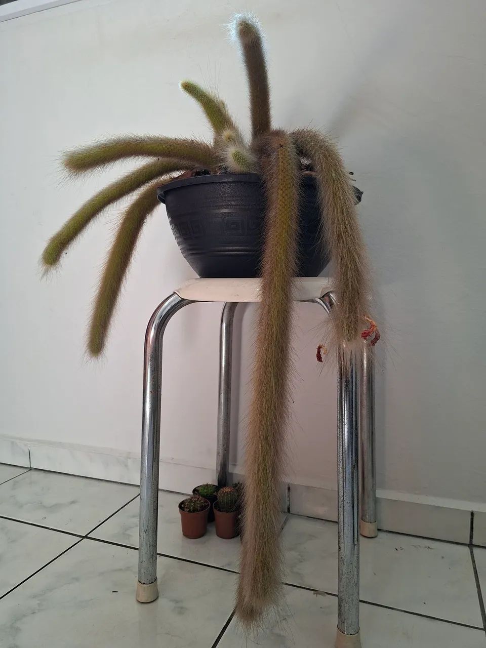 Cactos rabo de macaco