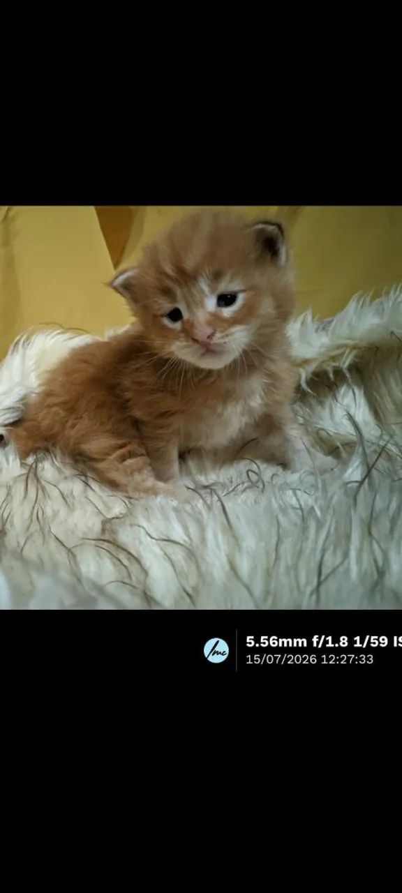 Maine Coon Gato Gigante Filhotes  - Foto 2