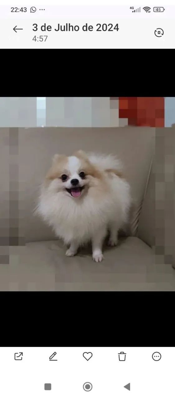 Lulu Pomerânia 