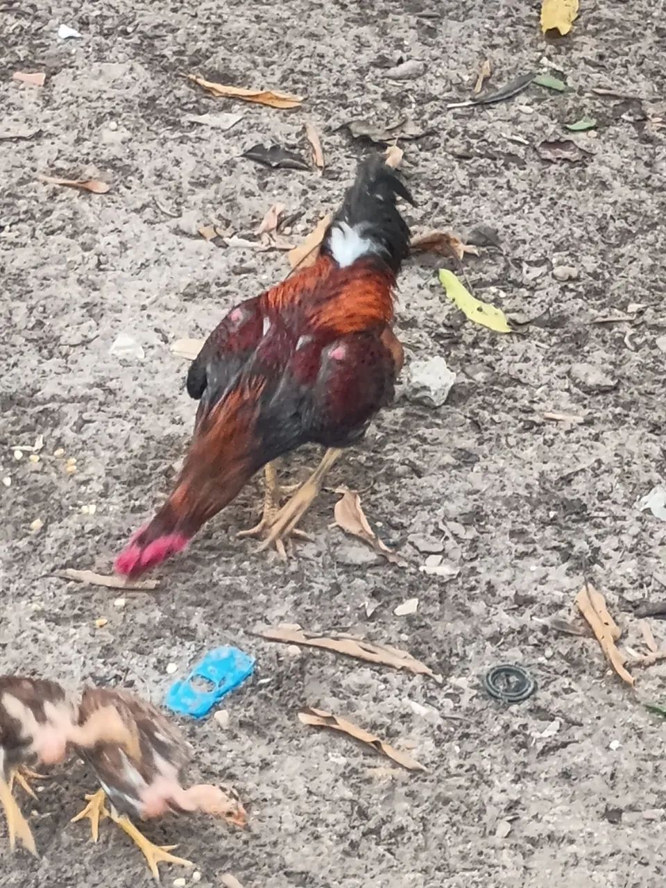 Frango - Foto 3