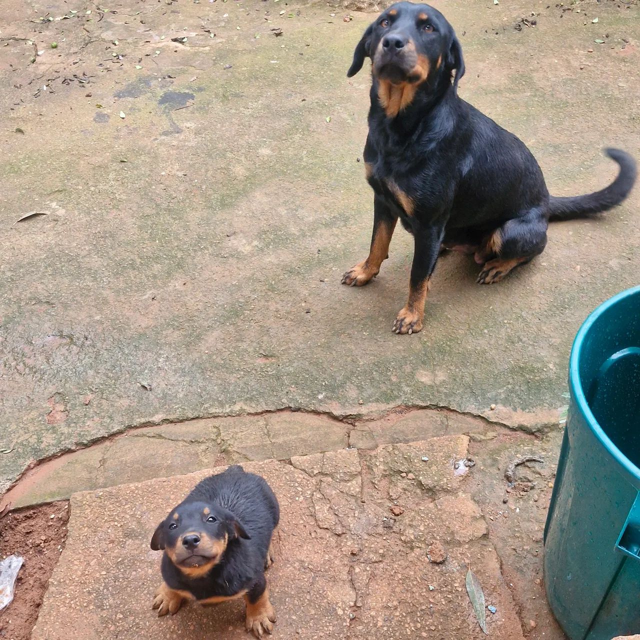 Cachorro rottweiler macho - Foto 4