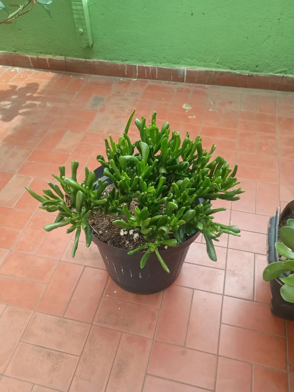 Plantas  - Foto 2