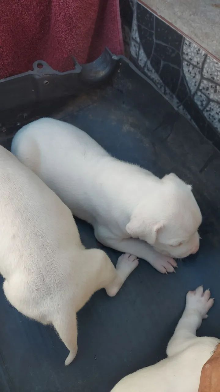 Dogo argentino top - Foto 3