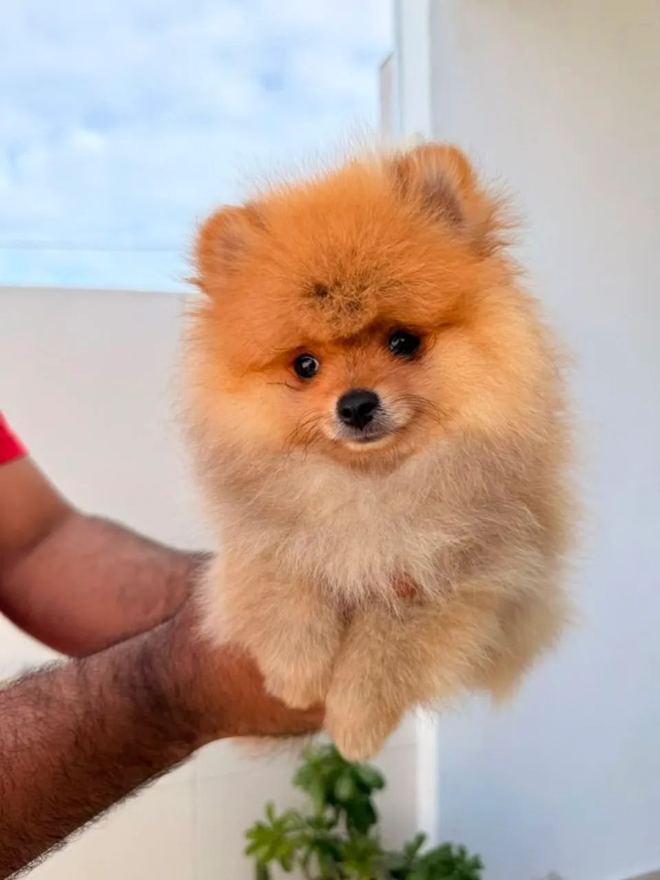 Vende-se um lindo filhote de Spitz Alemão (Lulu da Pomerânea)