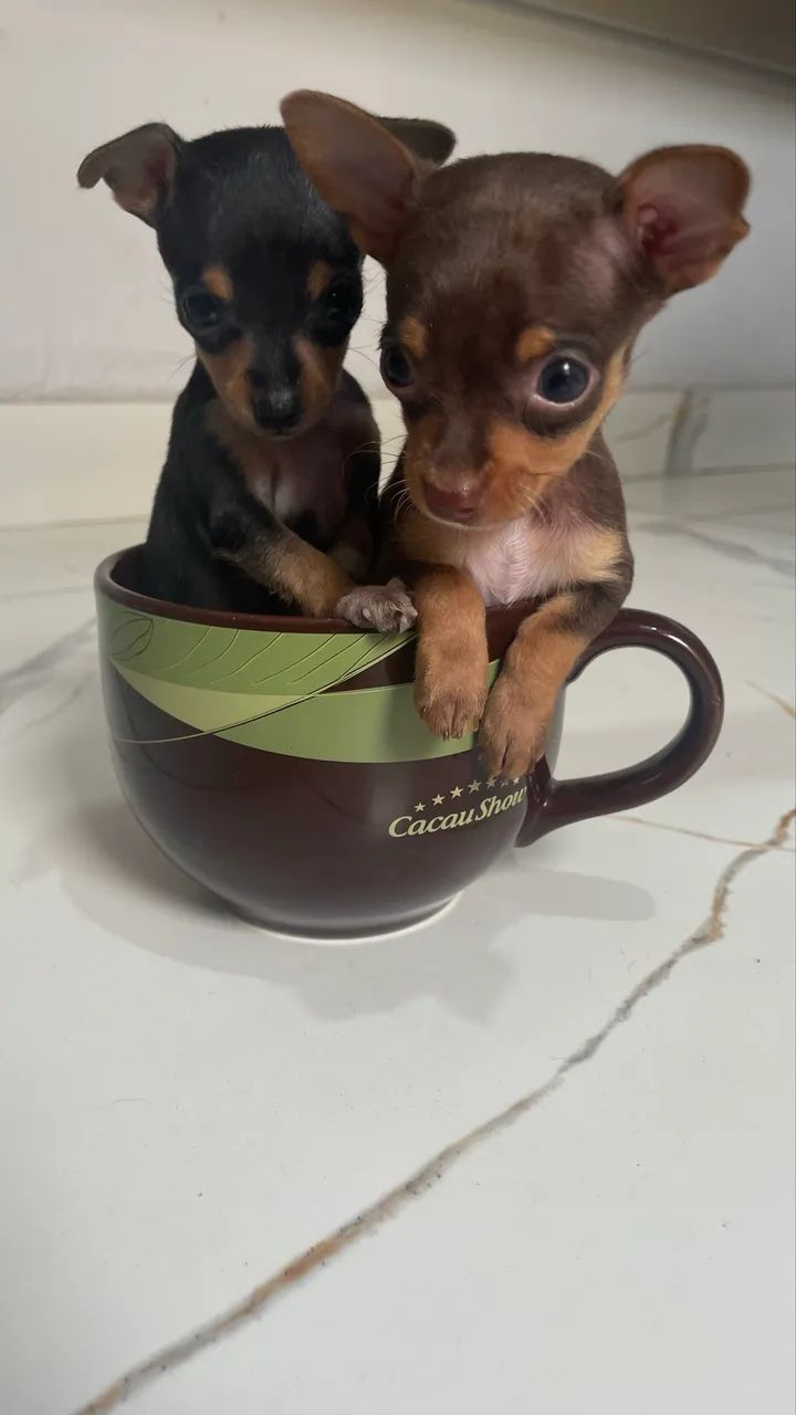 Pinscher macho N?1 - Foto 2