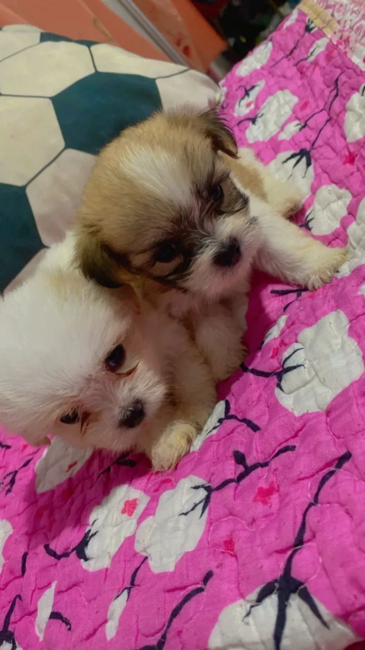 Filhote Shihtzu  - Foto 4