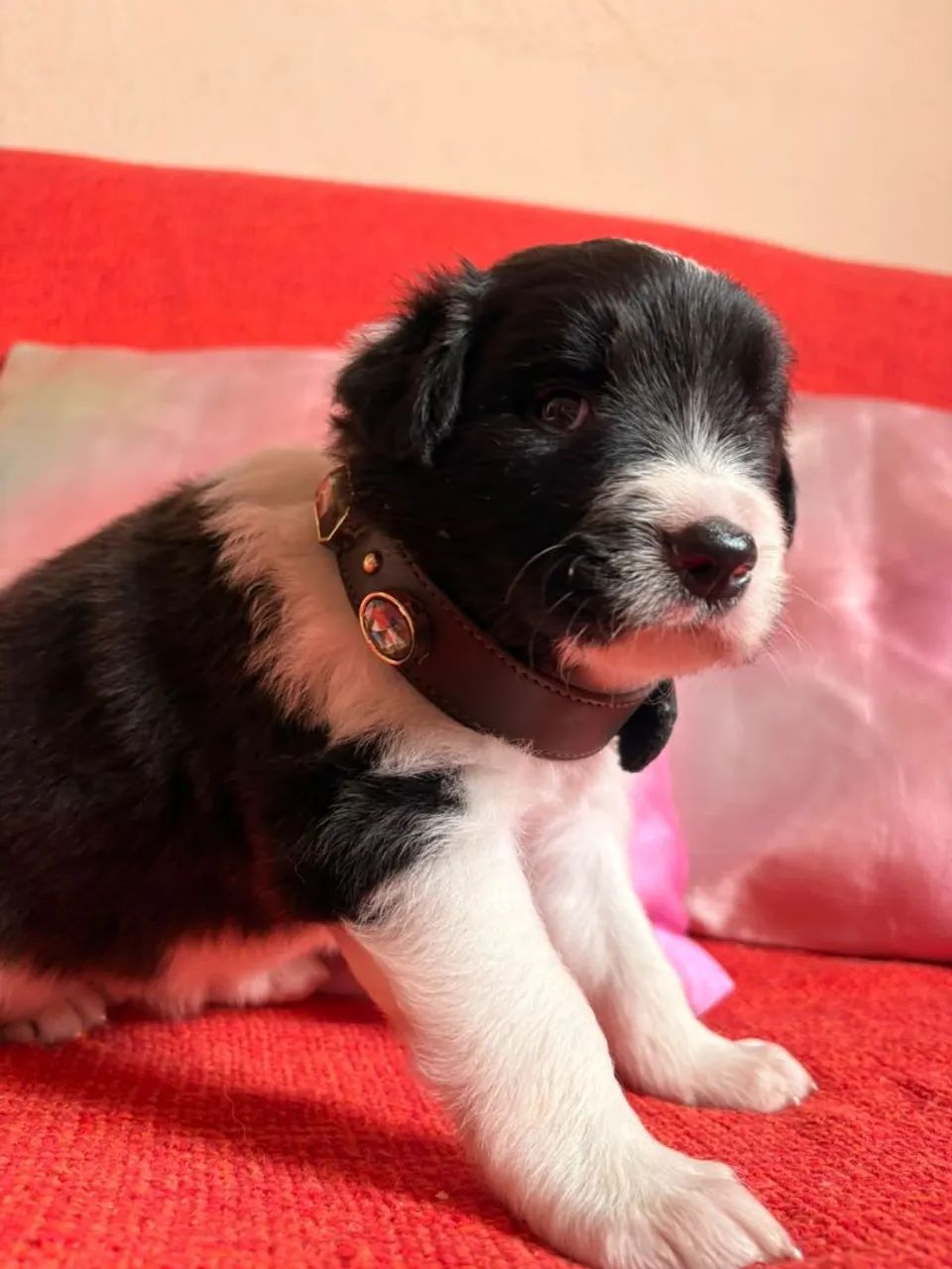 Filhotes de Border Collie  - Foto 3