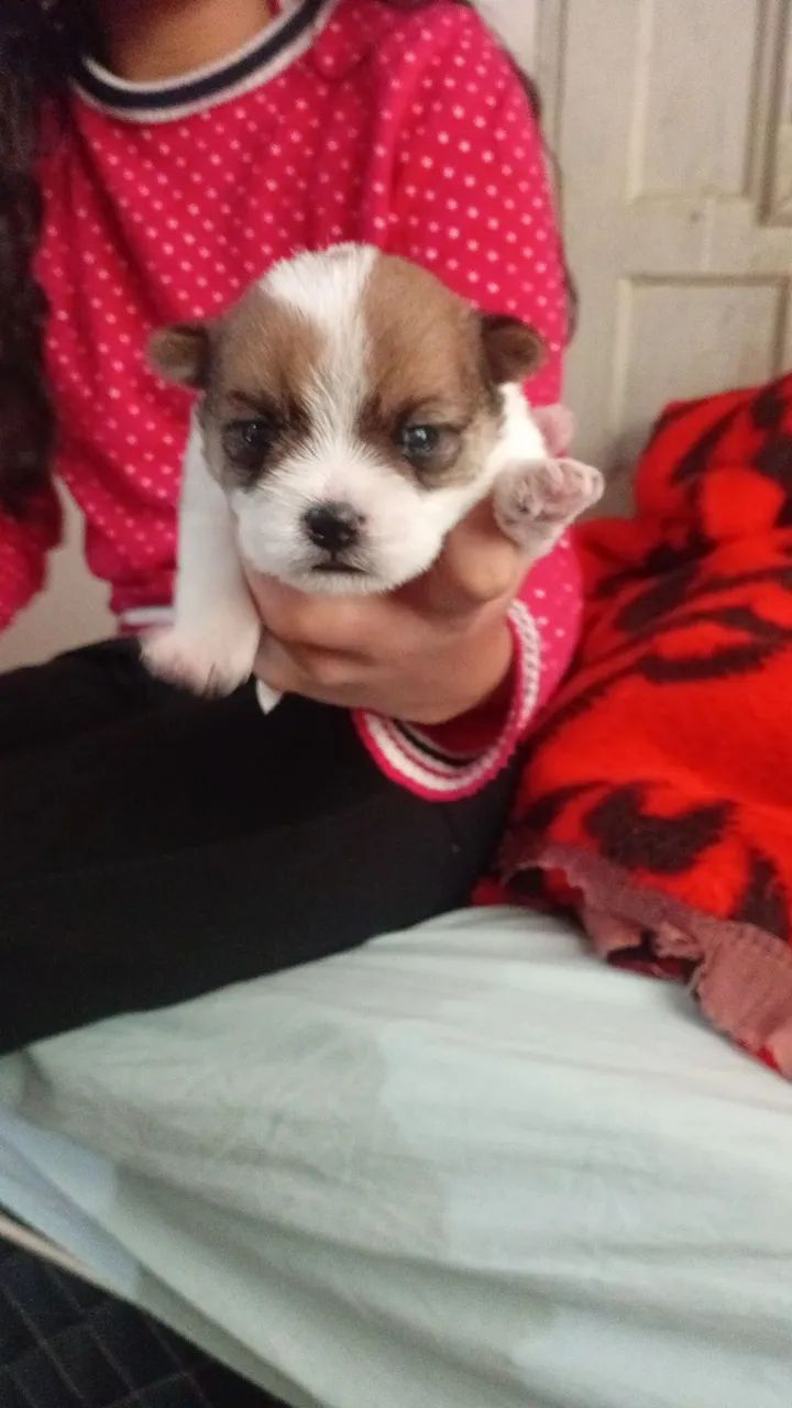 Cachorro - Foto 4