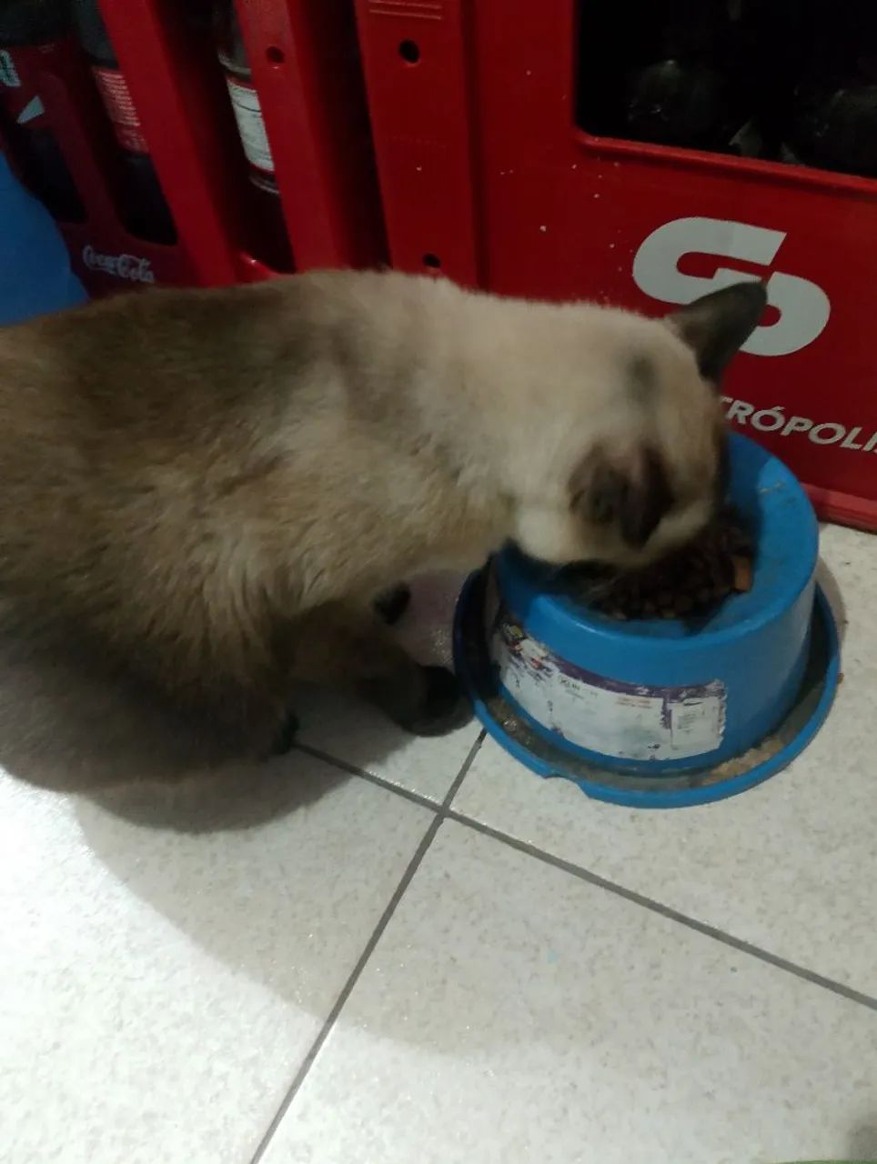 doação gato siamês adulto 