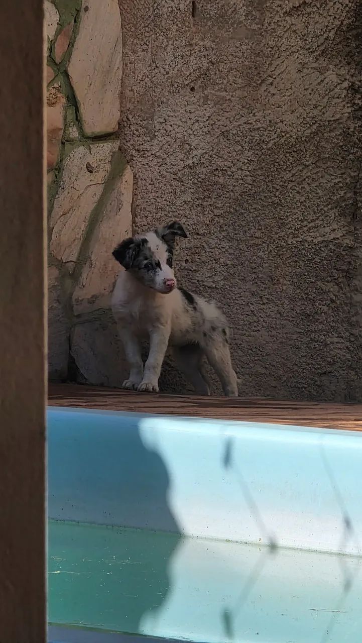 Border collie macho  - Foto 4