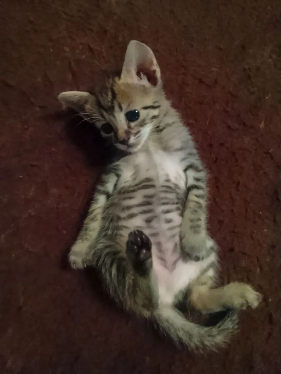 Gatinhos para Doação (Franca SP) - Foto 6