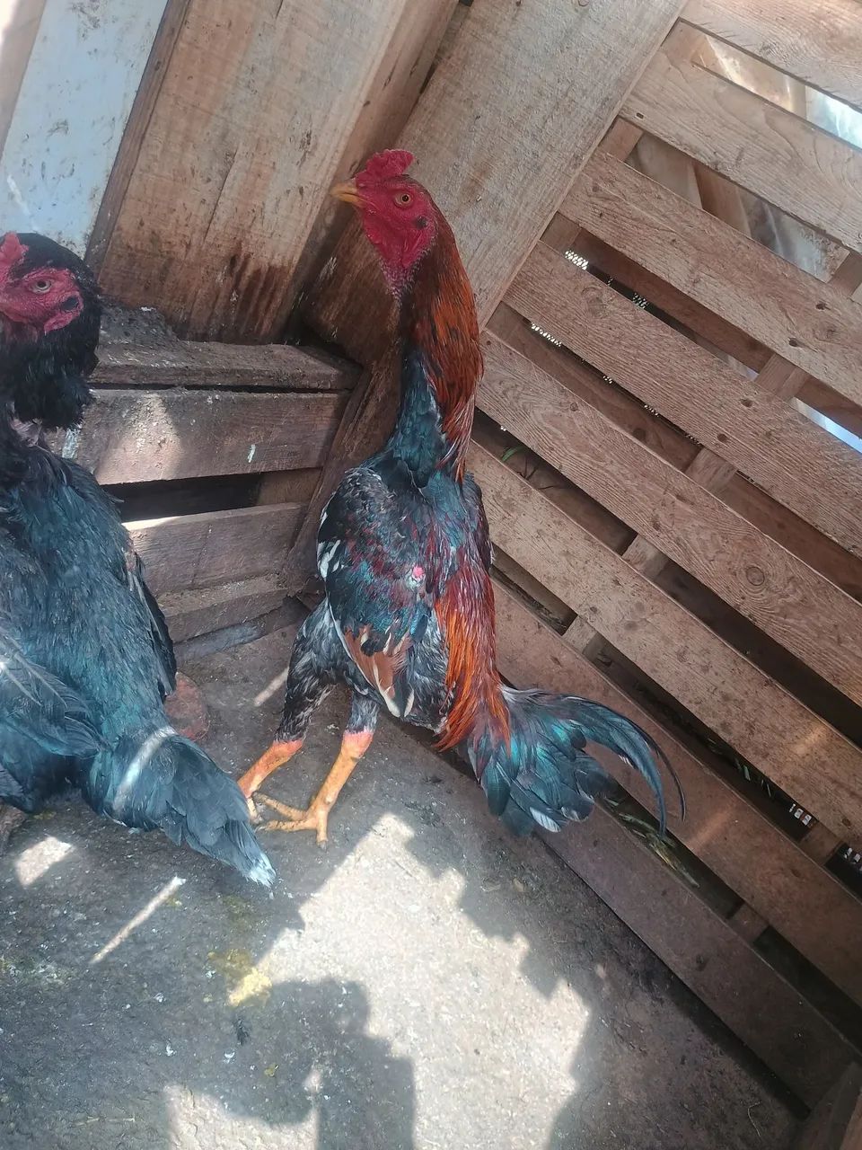 Frango  - Foto 4