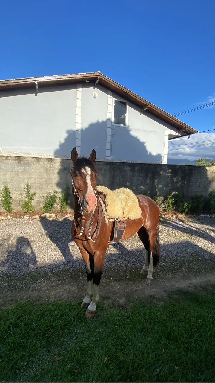 Vendo cavalo criolo - Foto 3
