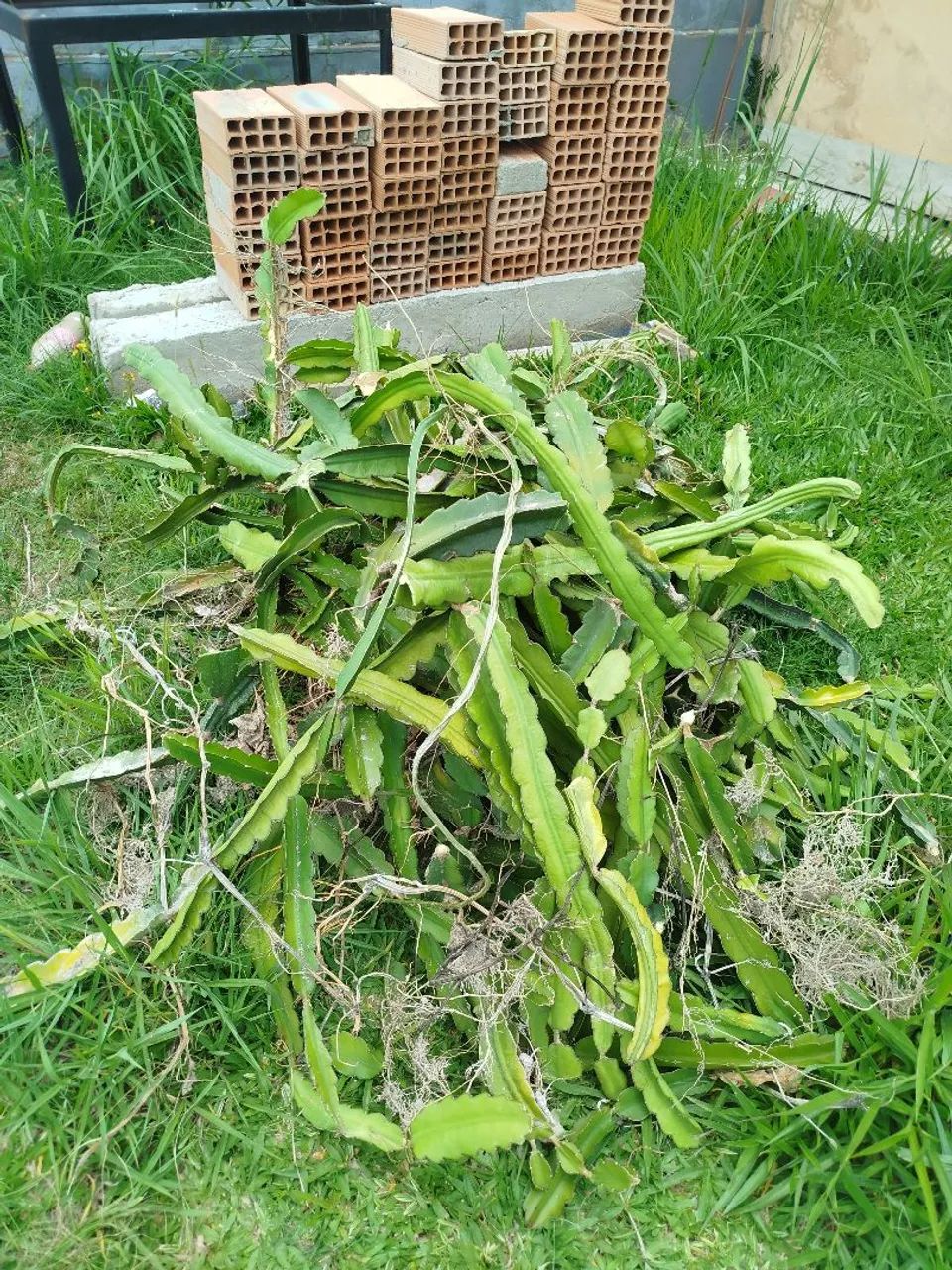 Mudas de pitaya  - Foto 4