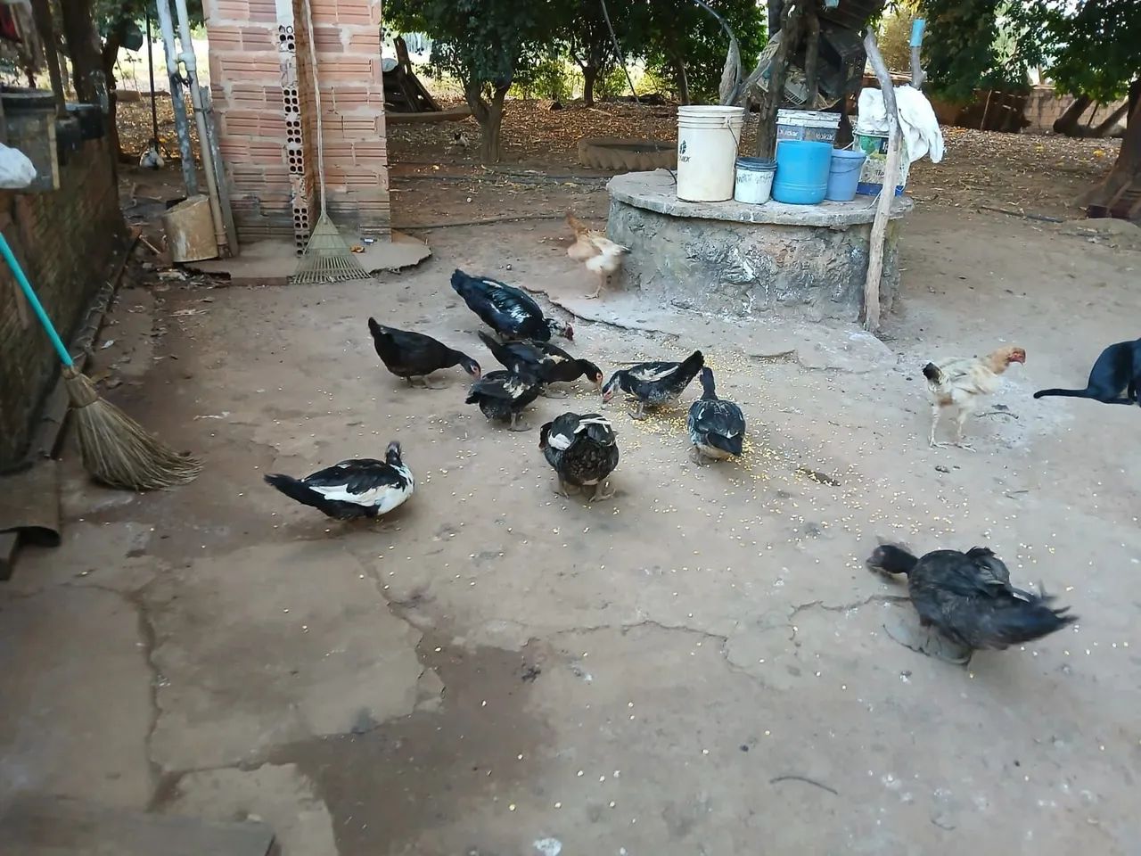 Patos  - Foto 4