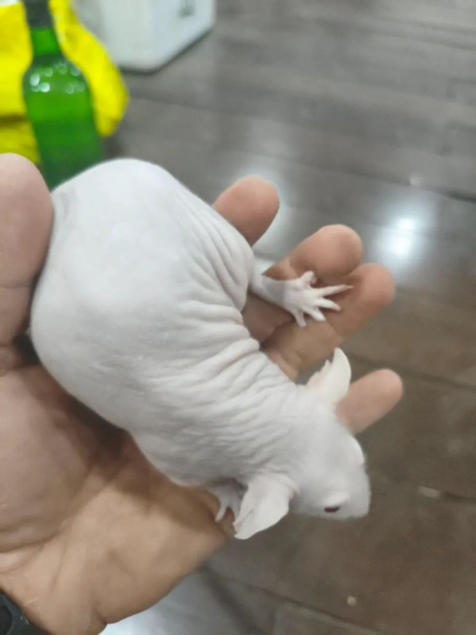Twister/Mercol Hairless Dumbo - Foto 3