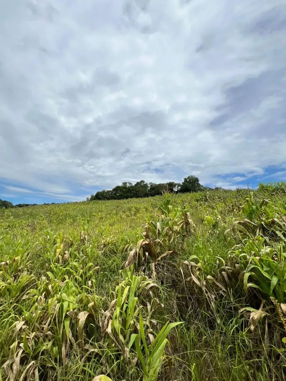 Pré-Lançamento de Terrenos em Ibiúna com Condições Especiais - Foto 3