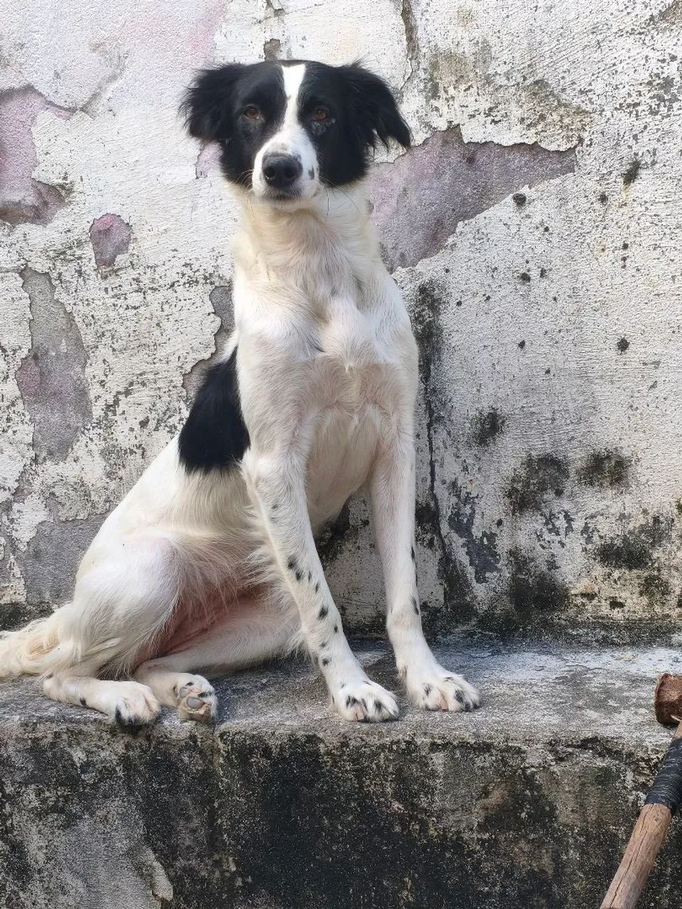 Doação responsável!! - Foto 2