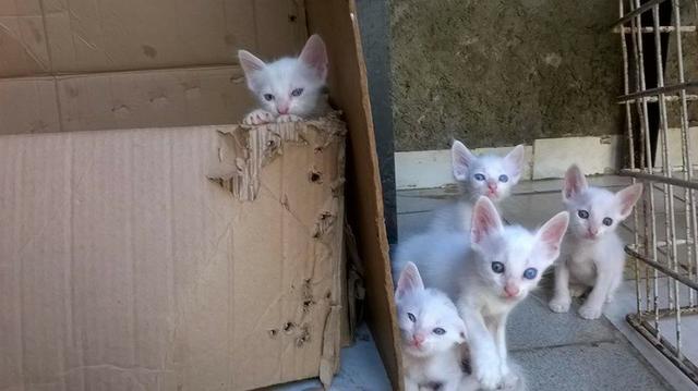 Gatos para adoção