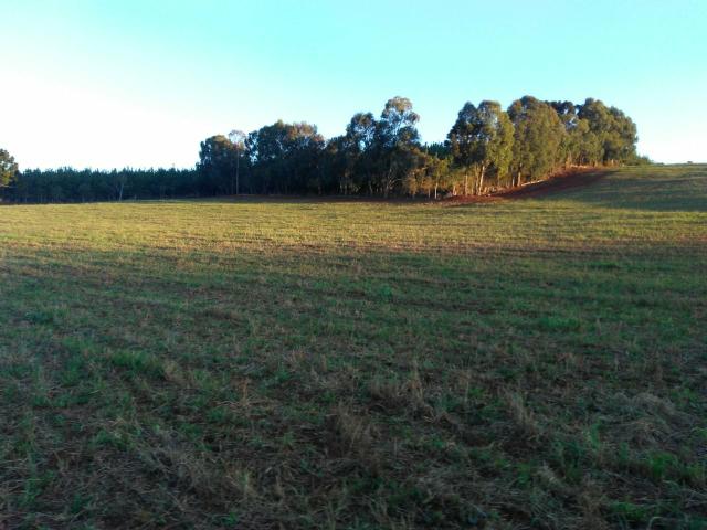 Fazenda de 66 Alqueires .50 Alqueires Mecanizados - 17 KM de Cantagalo PR - Foto 3