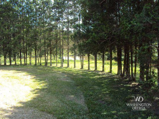 Chácara à venda, 2275517 m² por r$ 10.000.000,00 - centro - campo magro/pr