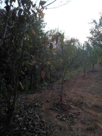 Chácara de 1500m2 - Foto 10