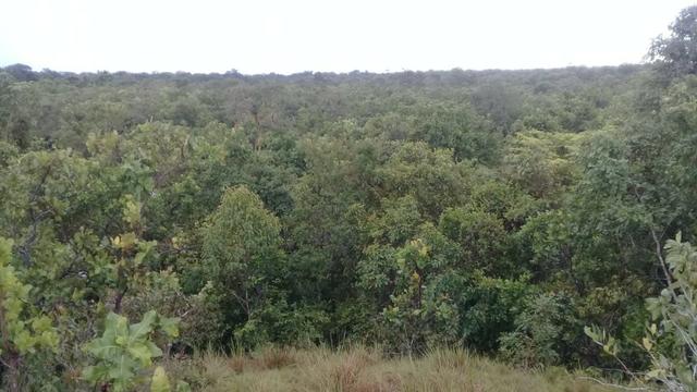 FAzenda de 234 alqueires na região de goianorte - Foto 16