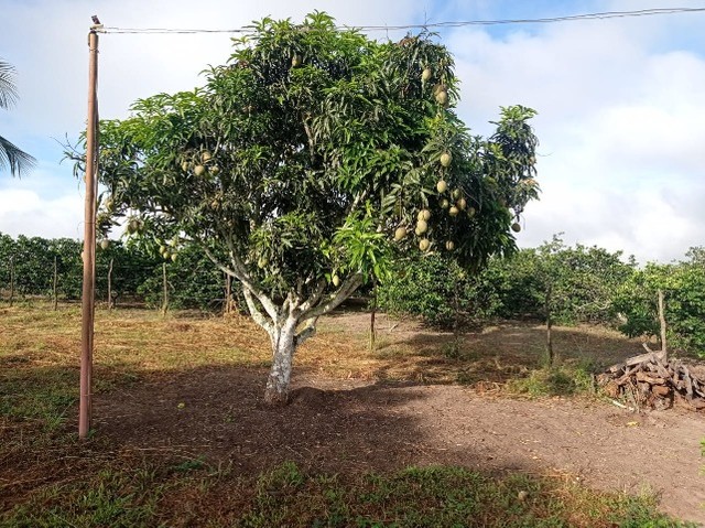 Vende se Sitio de 03 Tarefas em Sapeaçu  Bahia 