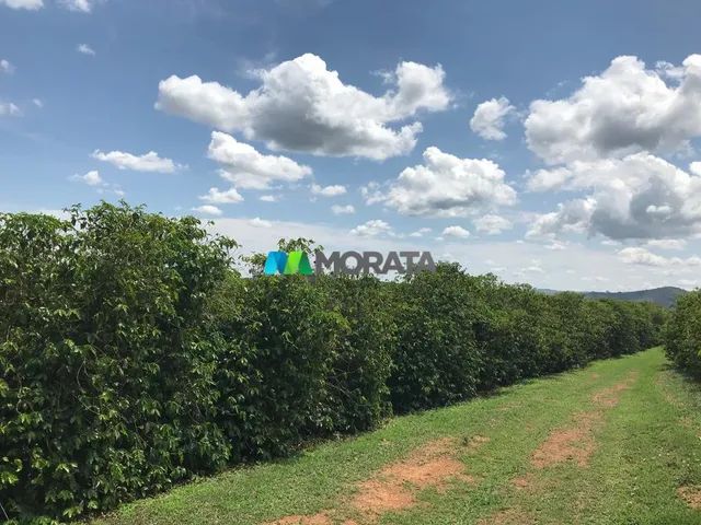 FAZENDA À VENDA - 240 HECTARES - REGIÃO DE CAMPOS ALTOS (MG)