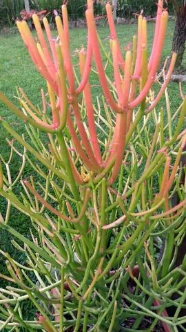 MUDAS DE AVELÓS  - Foto 3