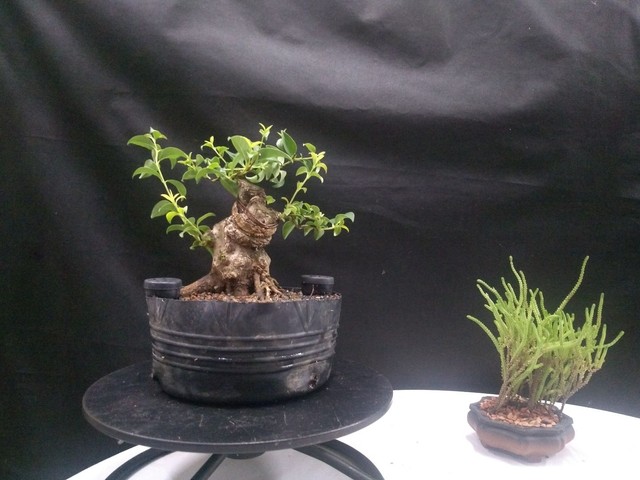 Pre bonsai ligustro lucidum 