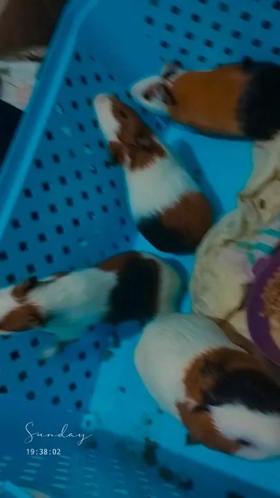 Porquinho da índia  - Foto 2