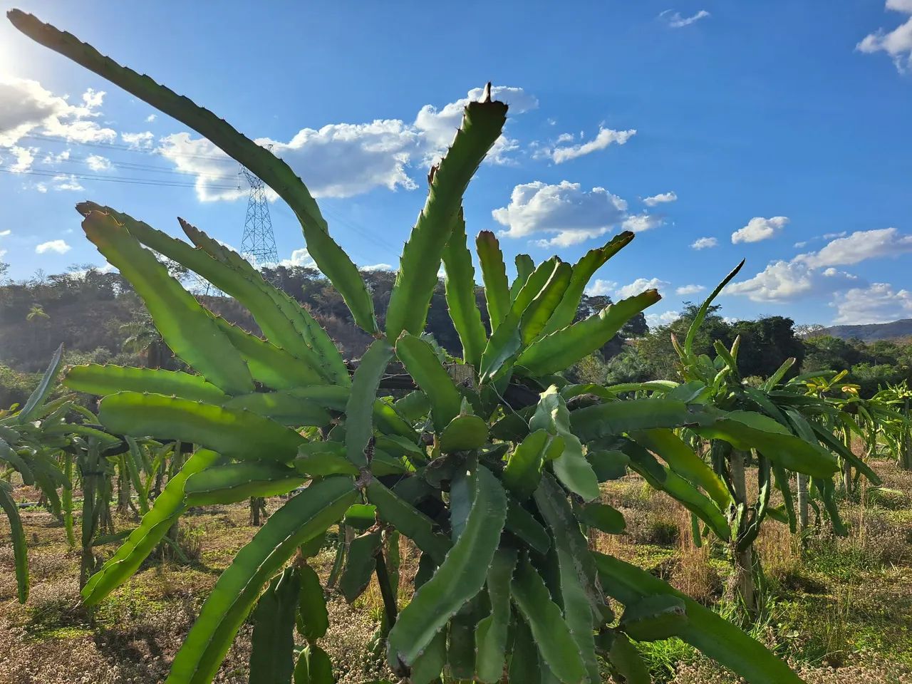 Muda de pitaya64299972455811120