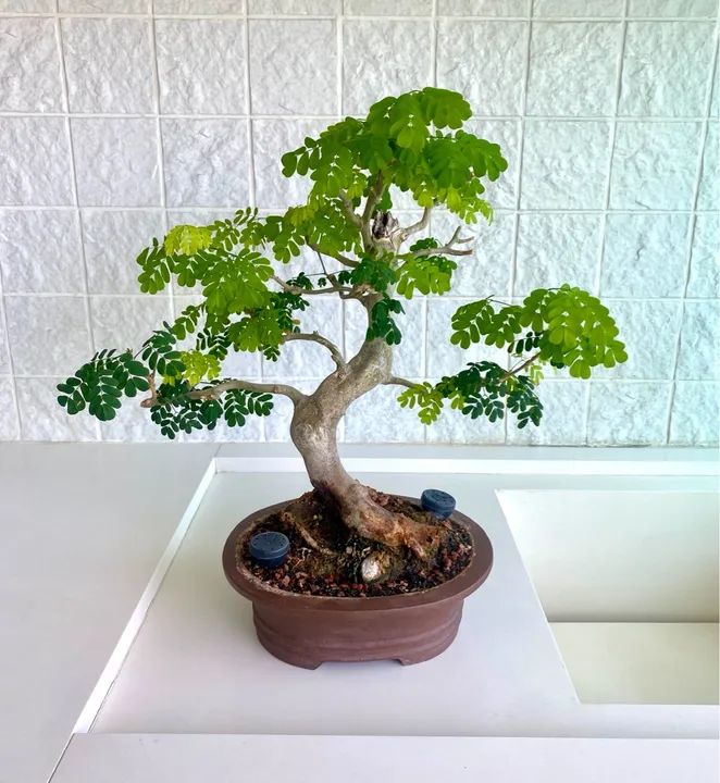 Bonsai de Piteco