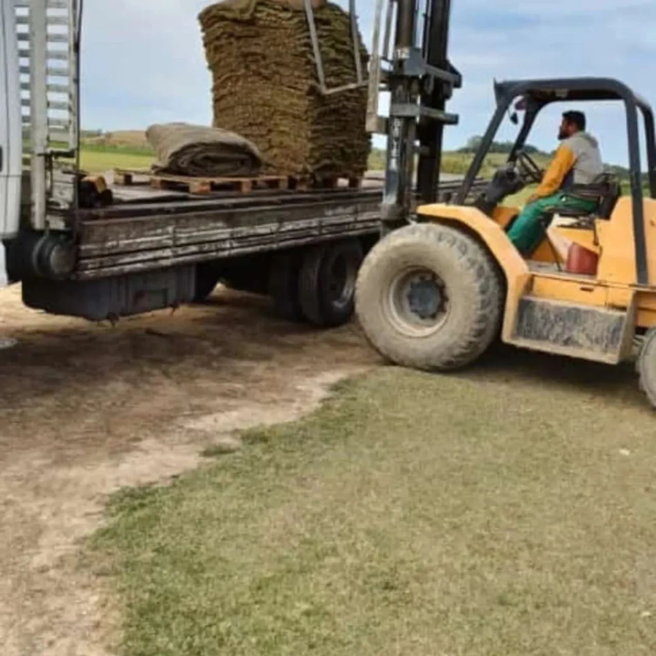Mudas de Grama Ornamental - Foto 4