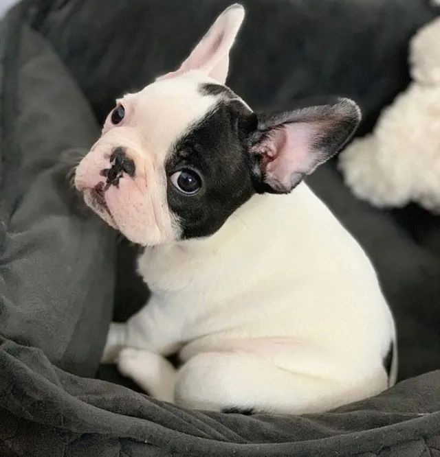 Bulldog Francês a venda