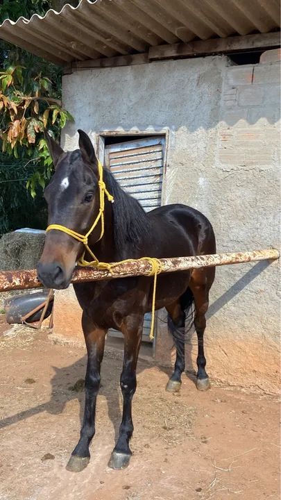Potro puro e charrete  - Foto 2