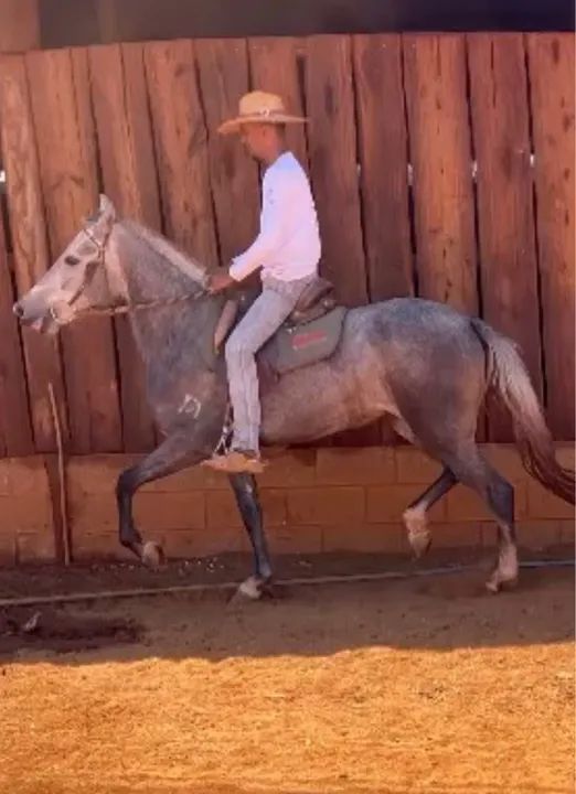 Vendo linda Potra Mangalarga Marchador Registrada Provisório 