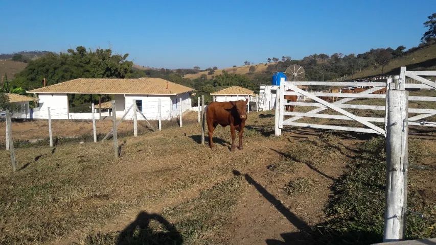 Tourinhos e novilhotas da raça senepol - Foto 6