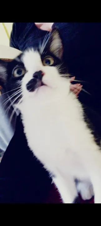 Gatinho lindo e carinhoso para adoção - Foto 2