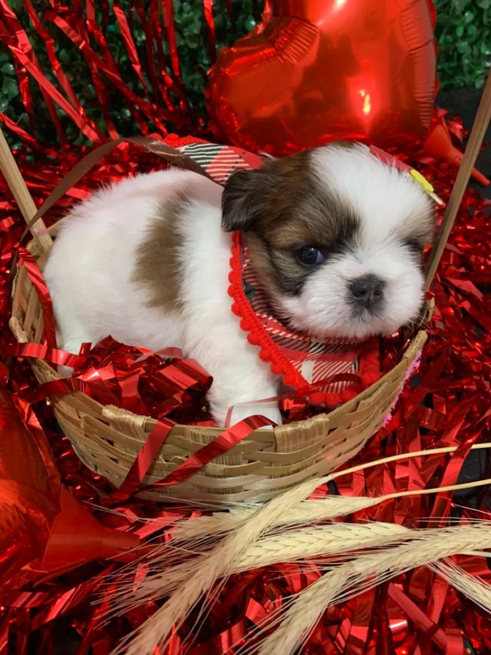 Filhote Shih Tzu  - Foto 3