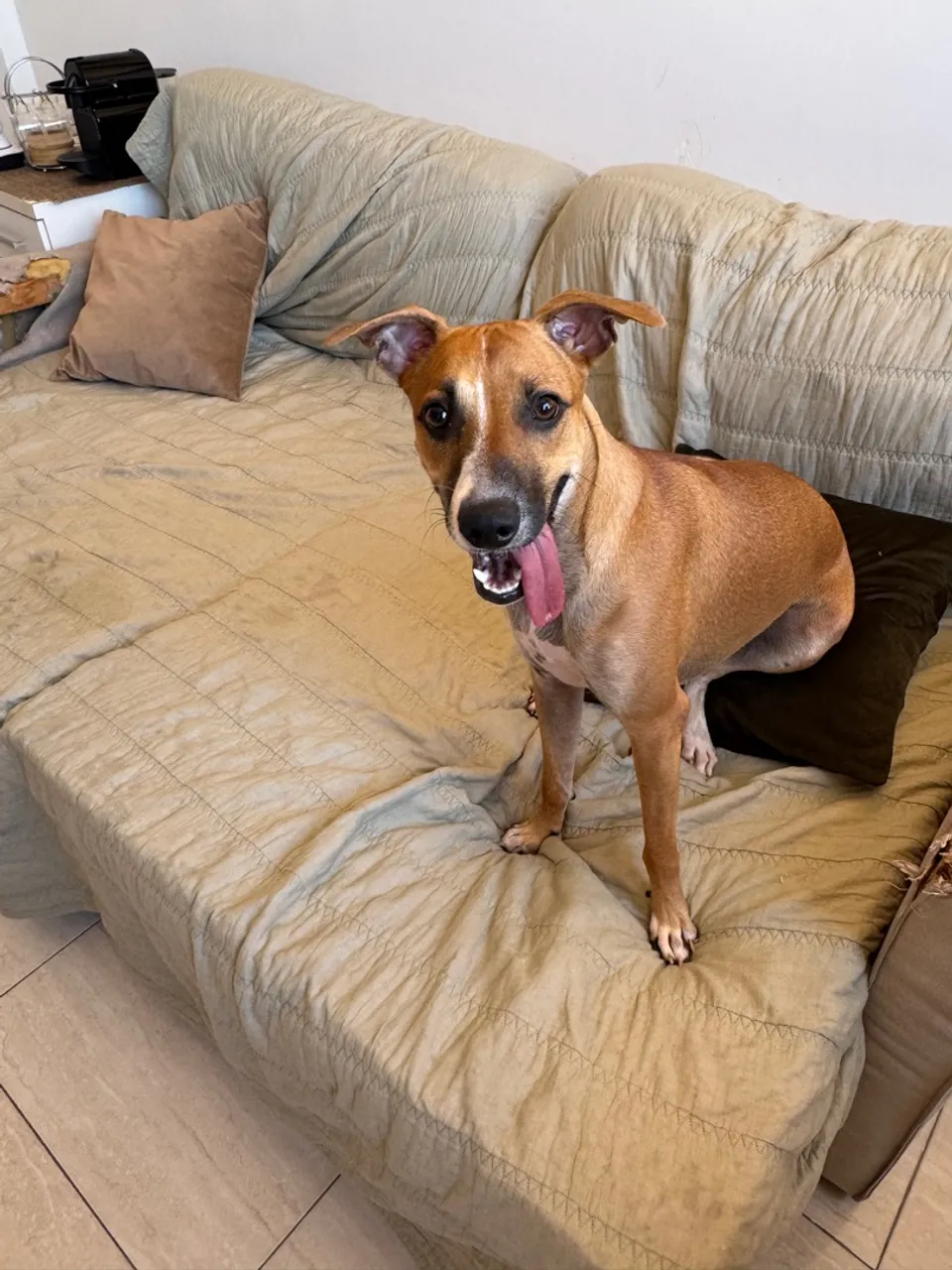 Cão Adorável para Adoção - Raça Indefinida
