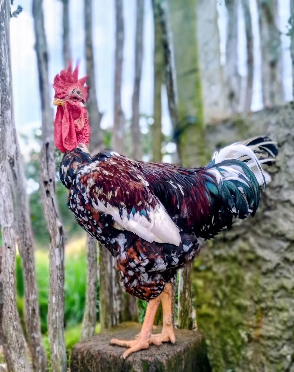Galinha balão pescoço pelado  - Foto 5