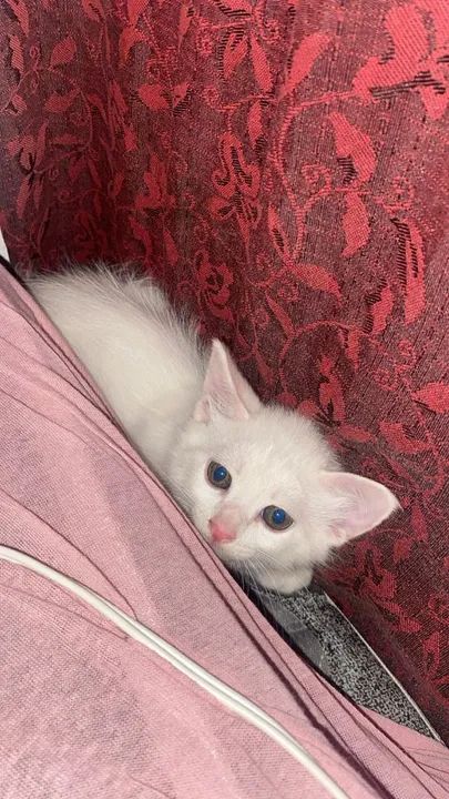 Gatinha branca fofinha para adoção