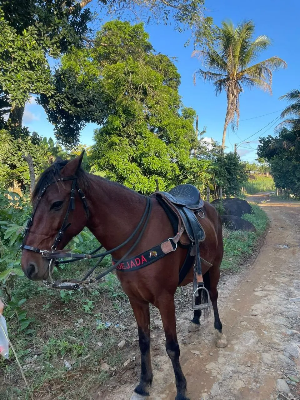Cavalo para Agropecuária