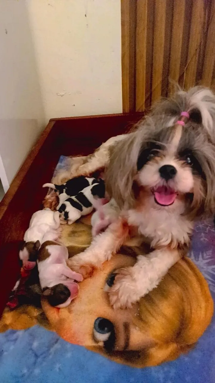 Shih Tzu com filhotes lindos e saudáveis!