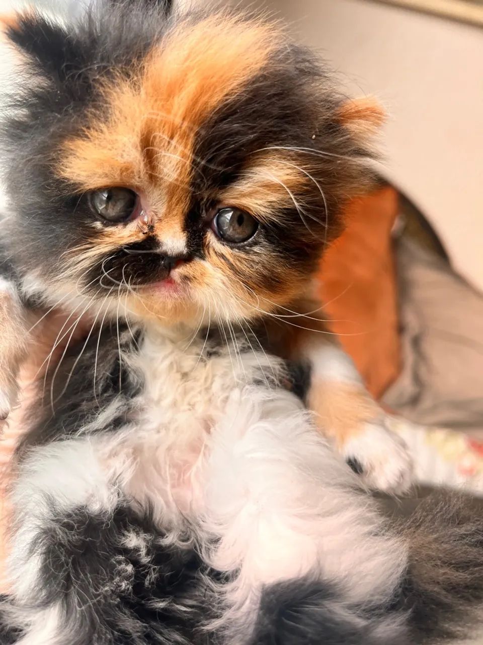 Gatinho Persa Tricolor - Foto 4