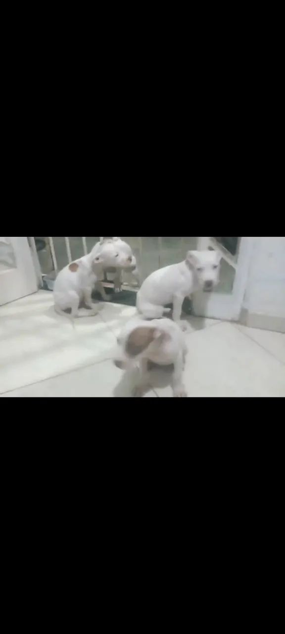 Filhote de Pitbull  - Foto 3